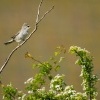Penice vlasska - Sylvia nisoria - Barred Warbler 5458